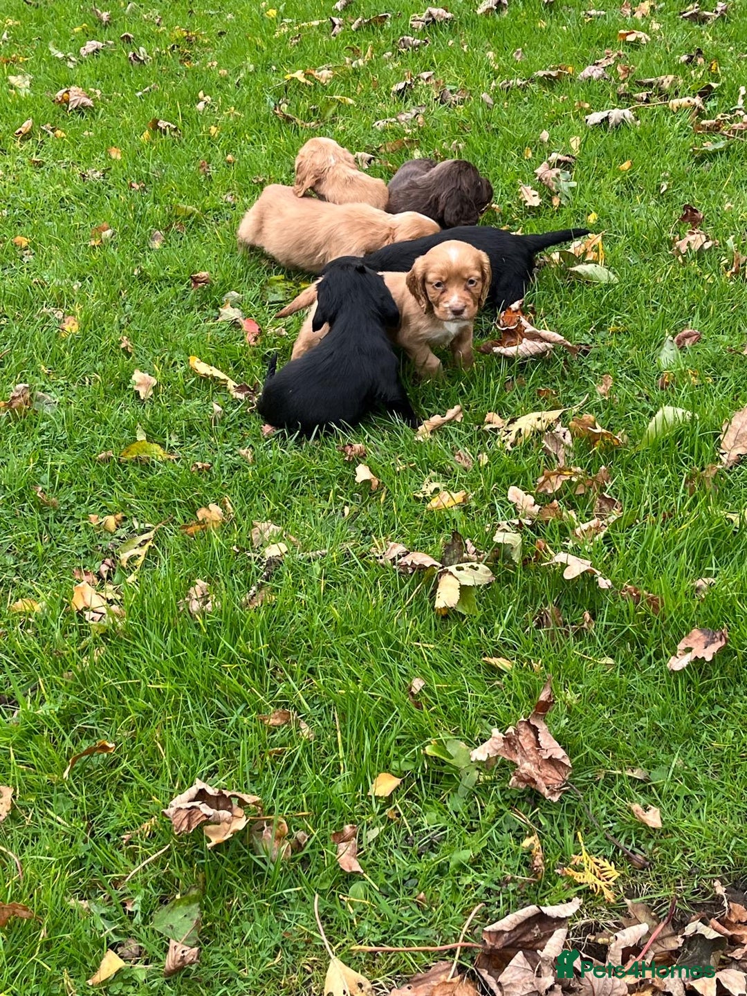 Cocker Spaniel dogs for sale: Cocker spaniel puppies  - Image 6