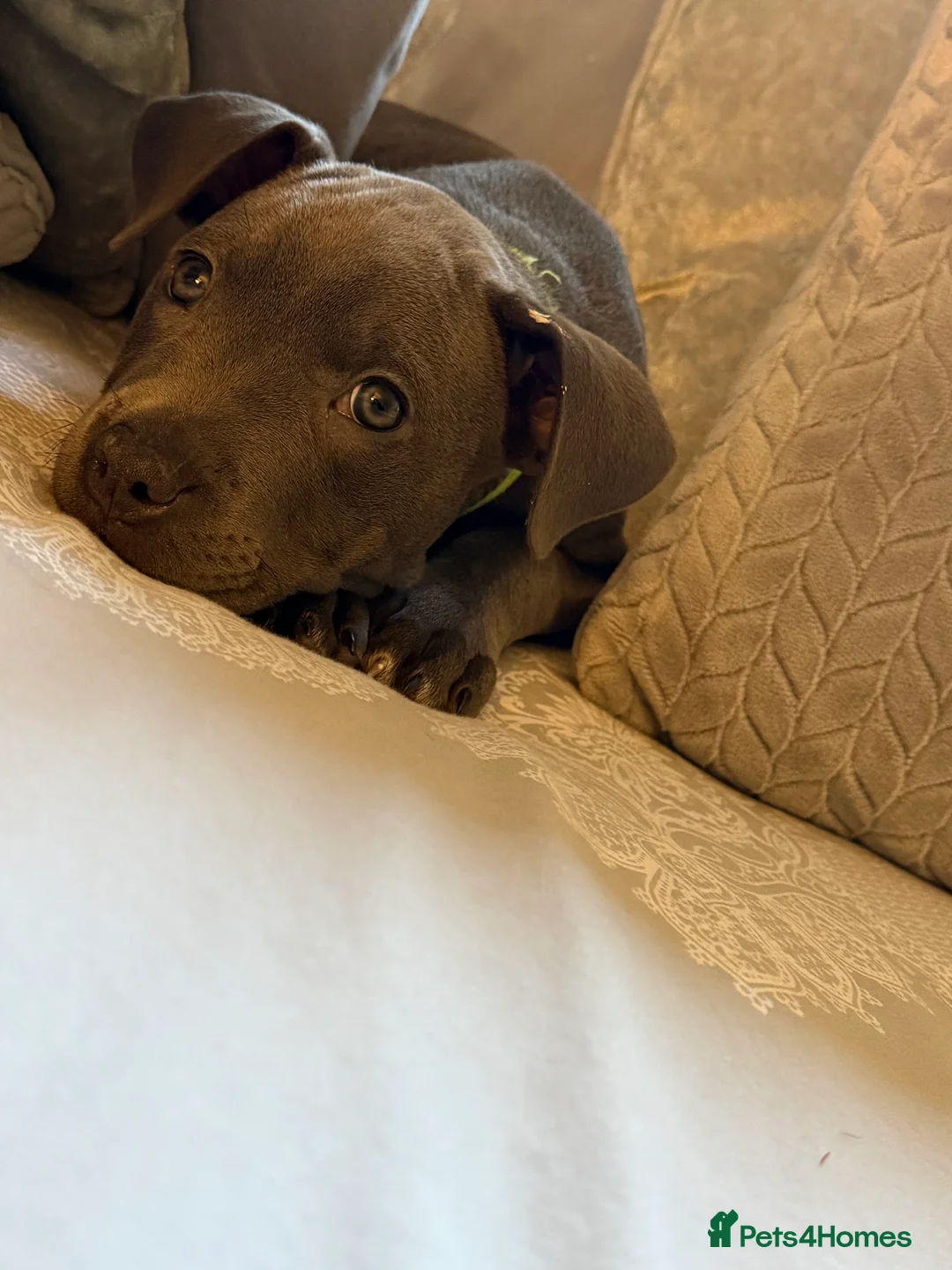 Mixed Breed dogs for sale: Amercian Staff Mix 10 weeks  - Advert 10