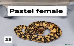 Python Snake reptiles for sale: Royal Python Morphs Females  - Image 8