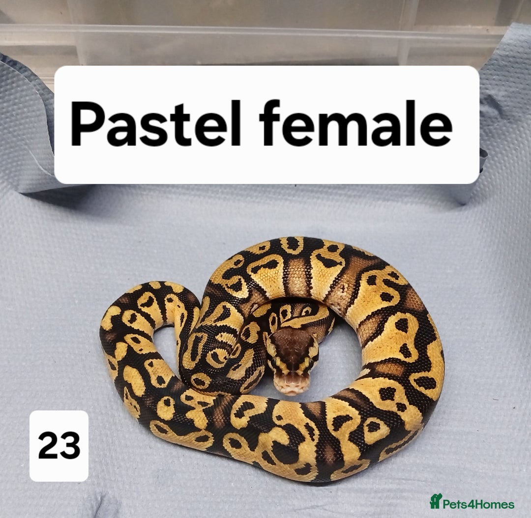 Python Snake reptiles for sale: Royal Python Morphs Females  - Image 8