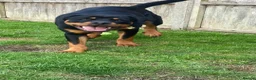 Rottweiler dogs for sale: 9 month Rottweiler  in Bognor Regis - Advert 4