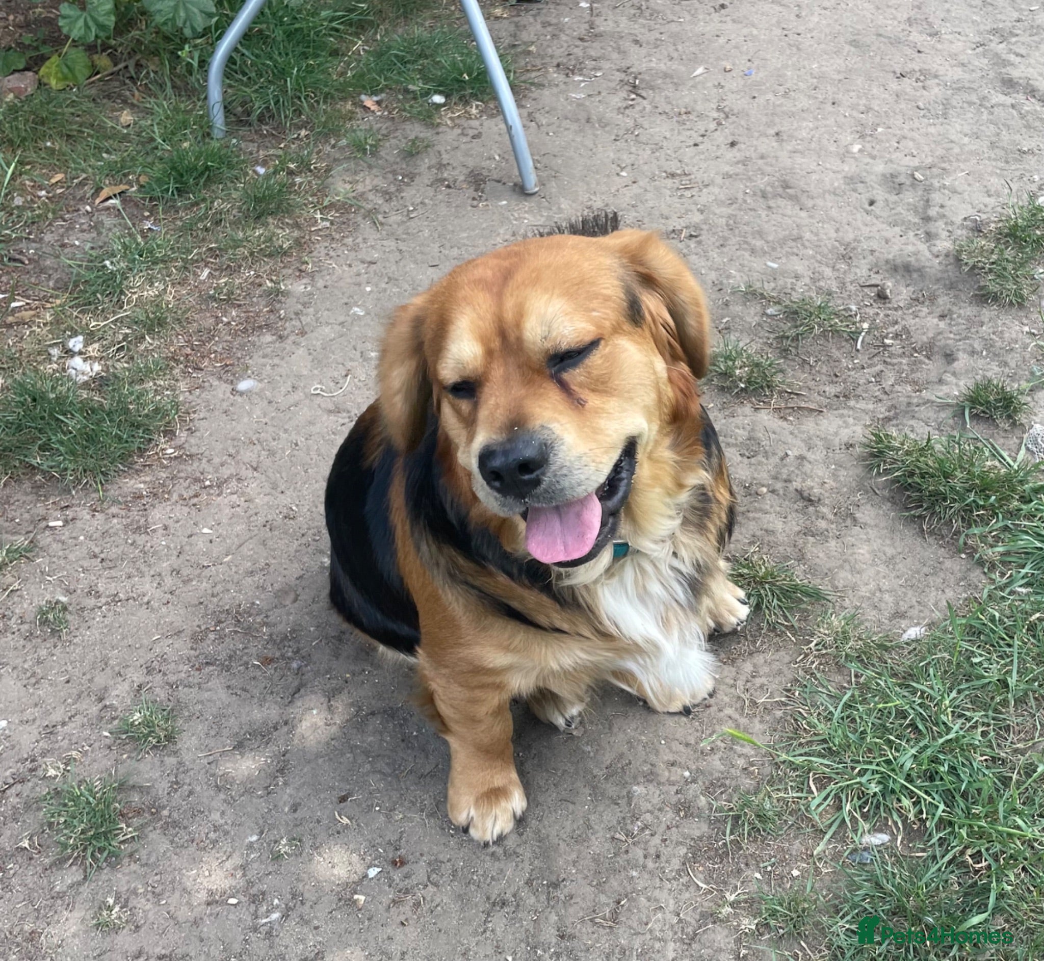 Mixed Breed dogs Needs loving home - Advert 6