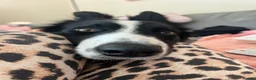 Border Collie dogs for sale: Male collie in Forfar - Advert 6