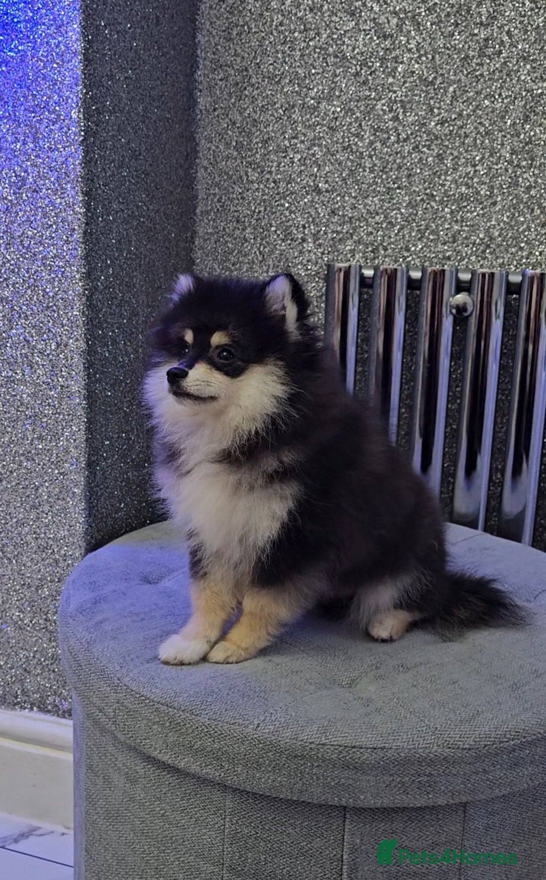 Pomsky dogs for sale: Pomsky puppies very small toy size F3  - Image 4