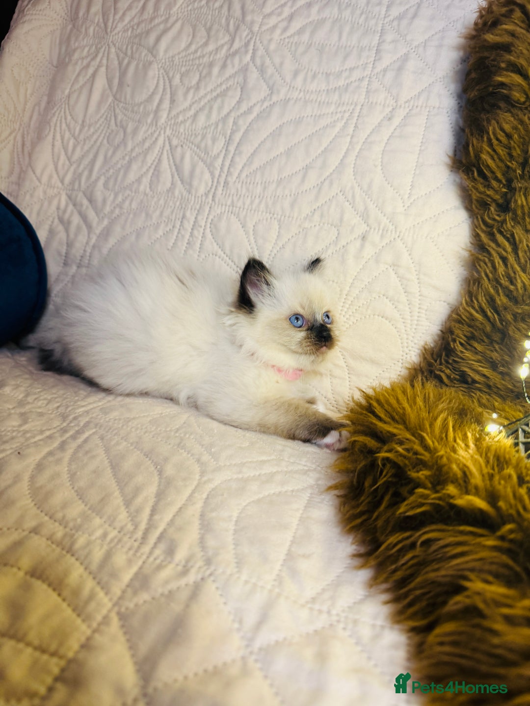 Ragdoll cats for sale: GCCF Pure Ragdoll Seal/Blue Point Lynx Mitted - Advert 23