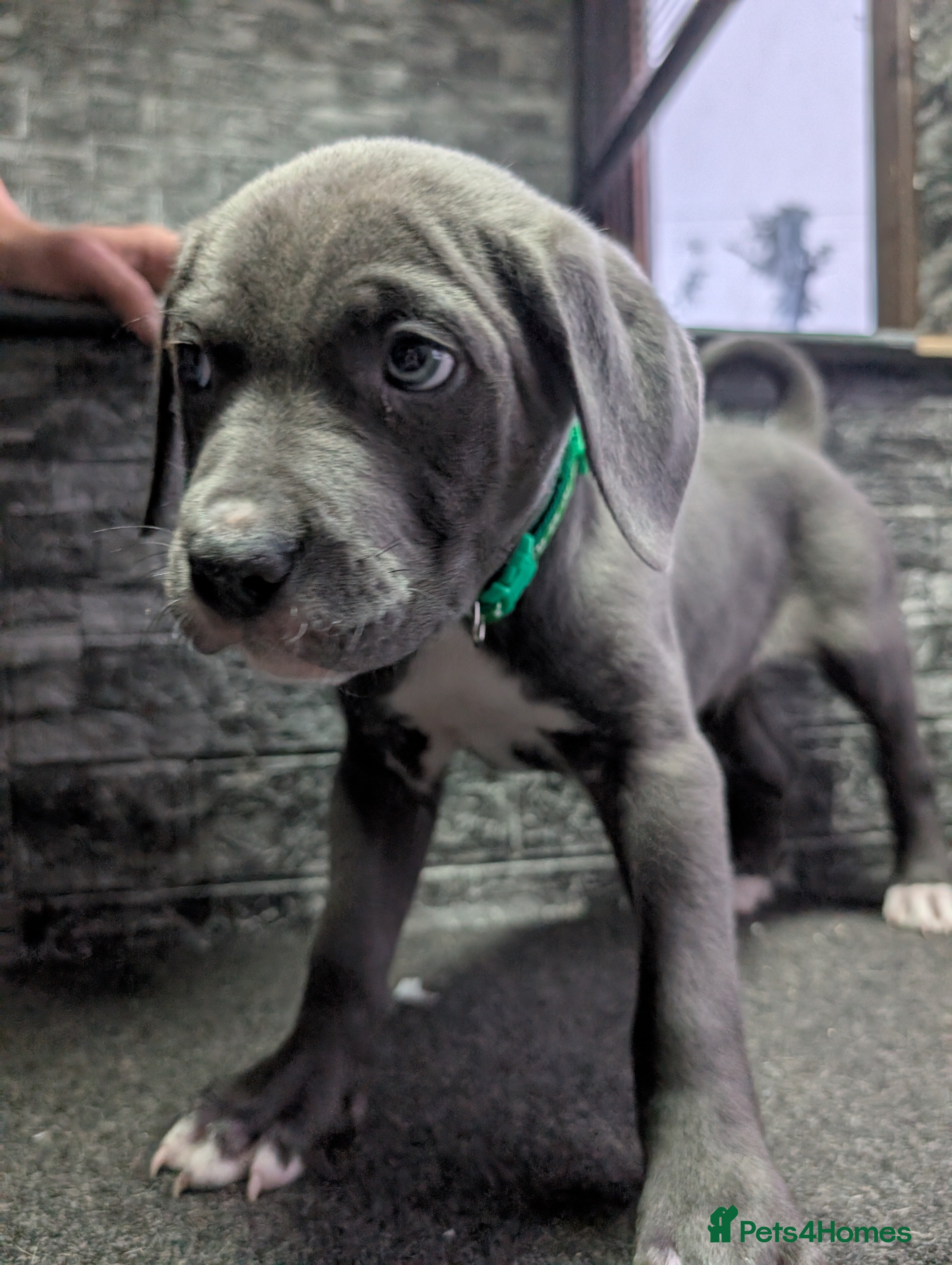 Cane Corso dogs Cane corso puppies  - Advert 17