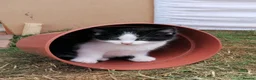 Mixed Breed cats for sale: 4 Mixed breed Kittens  in Boston - Advert 4