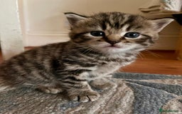 Mixed Breed cats for sale: 1/4 Persian, 1/4 Ragdoll kittens looking for home - Image 8