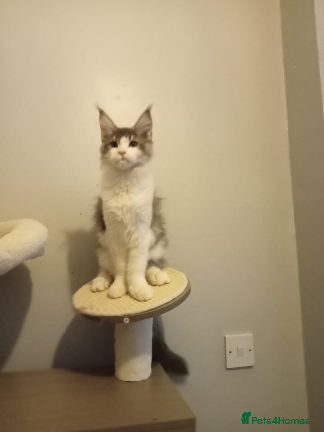 Maine Coon cats for sale: Maine coon kittens - Image 6