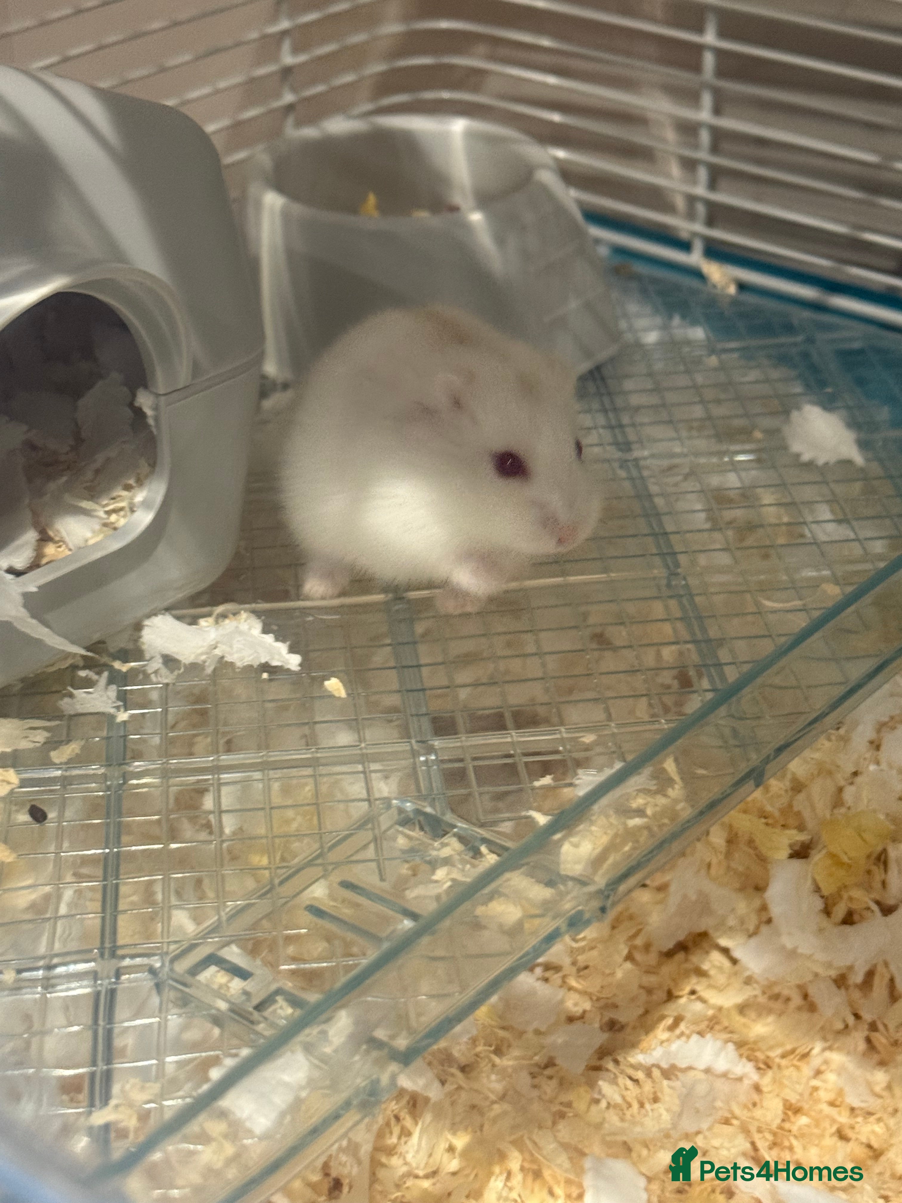 Hamster rodents Hamster and cage inc  - Advert 1