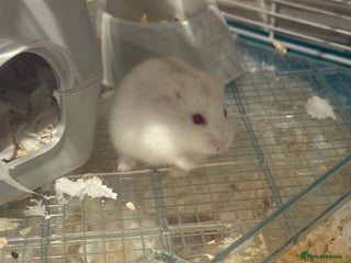 Hamster rodents Hamster and cage inc - Advert 1