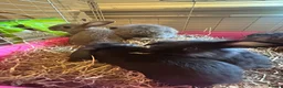 Mixed Breed rabbits for sale: Mixed breed rabbits in Durham - Advert 14