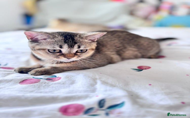 Scottish Fold cats - Advert 8