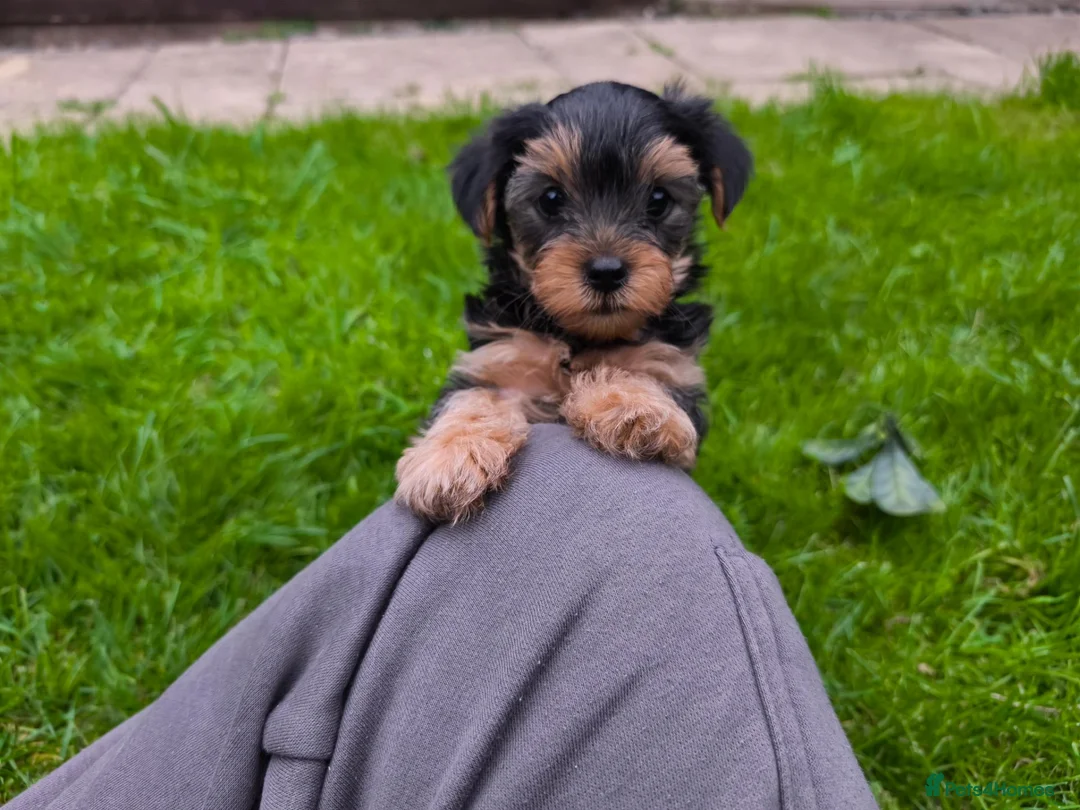 Yorkshire Terrier dogs for sale: Beautiful Yorkshire Terrier Pupp – 2 Girls & 1 Boy - Advert 2