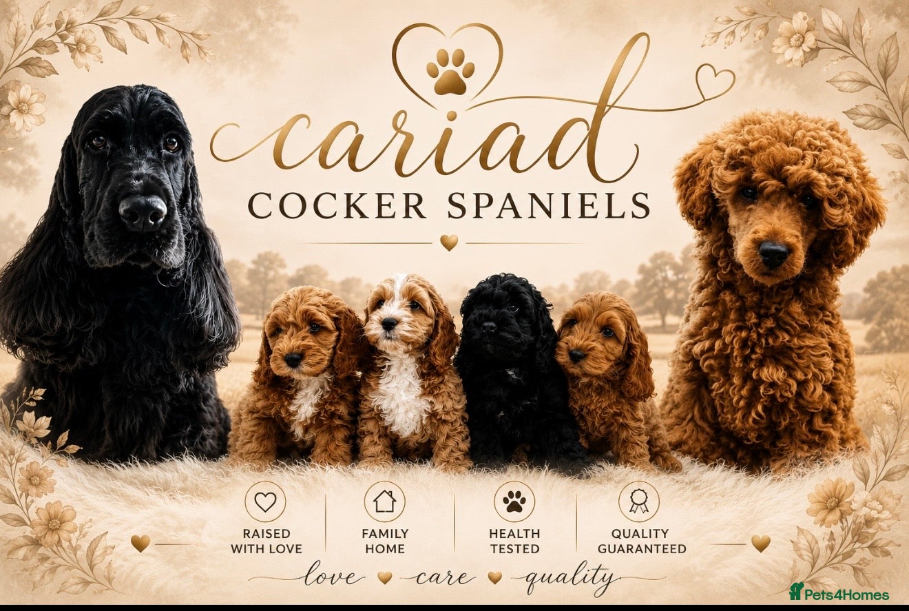 Cockapoo dogs F1 cockapoo puppies ‼️PRICE DROP‼️ - Advert 15