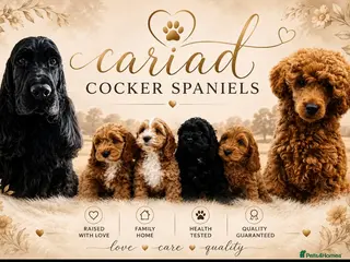 Cockapoo dogs F1 cockapoo puppies ‼️PRICE DROP‼️ - Advert 15