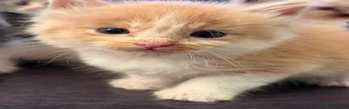 Ragdoll 2