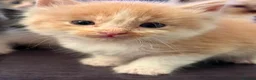 Ragdoll cats for sale: ✨Beautiful Ragdoll Kittens✨ - Advert 14
