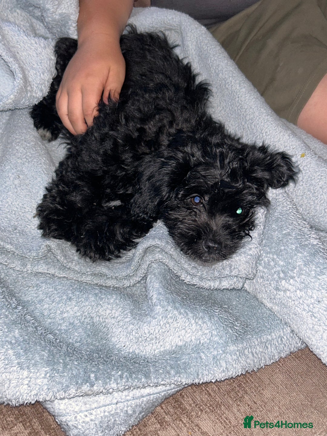 Mixed Breed dogs for sale: Malshipoo - Image 5