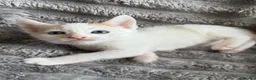 Turkish Angora cats for sale: Beautiful pattern, Kitten - Advert 14