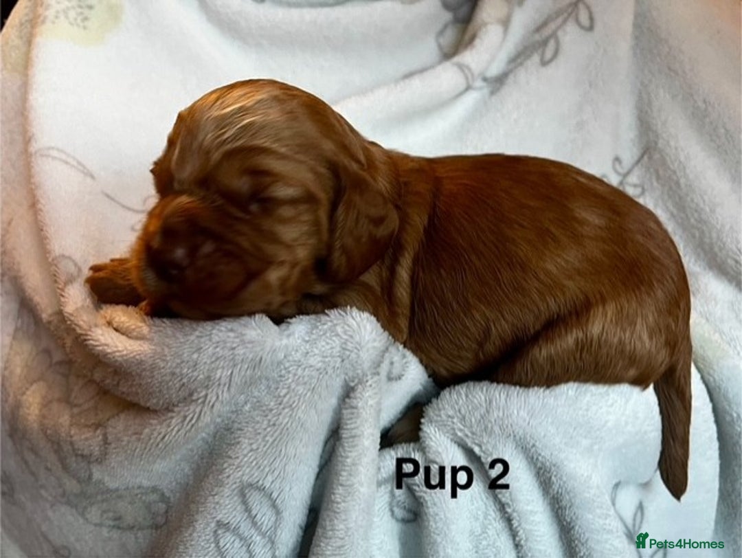 Cockapoo dogs for sale: Adorable Cocker Spaniel/Cockapoo Puppies - Image 12