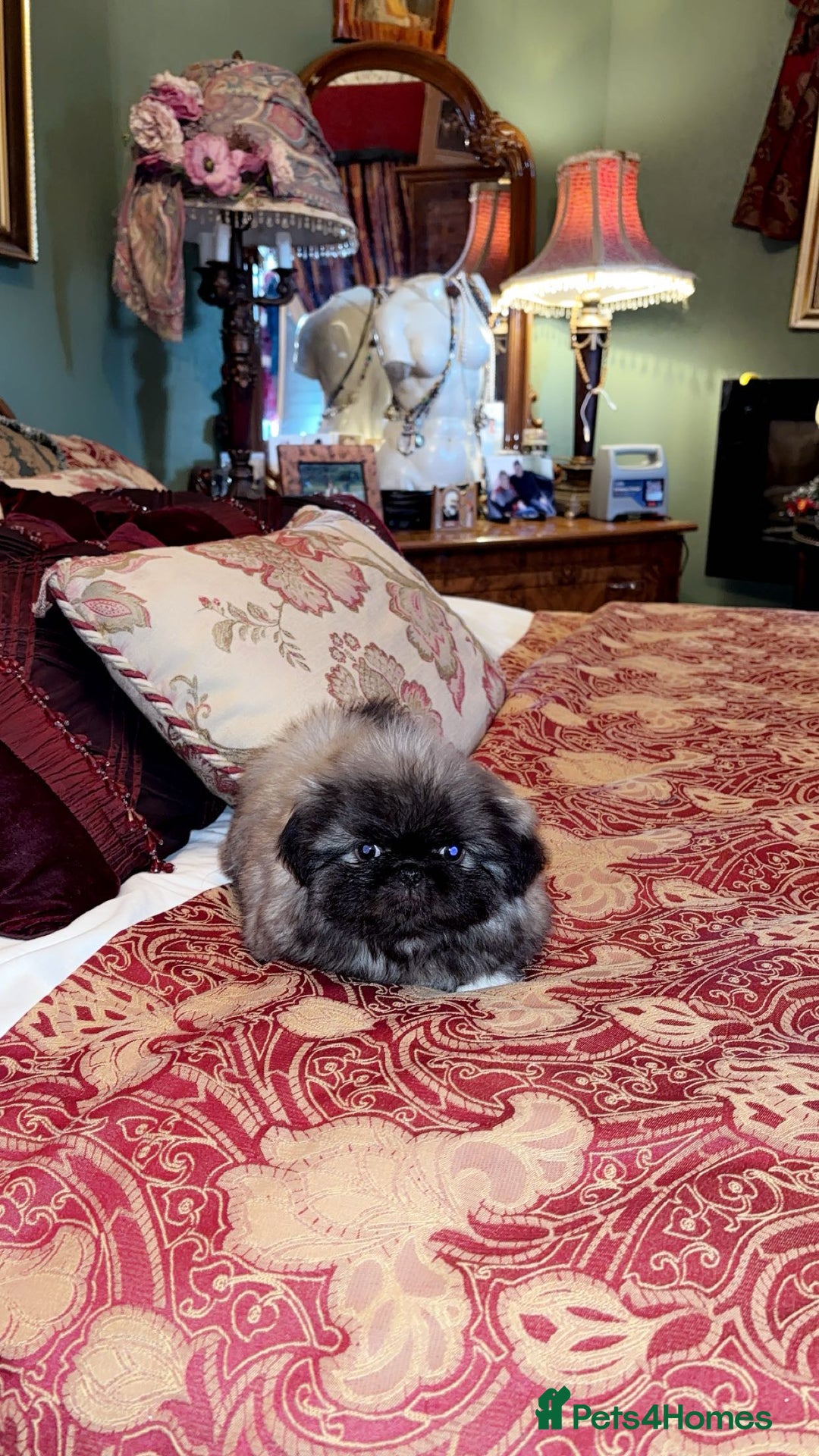 Pekingese dogs for sale: High quality Pekingese puppies  - Advert 10