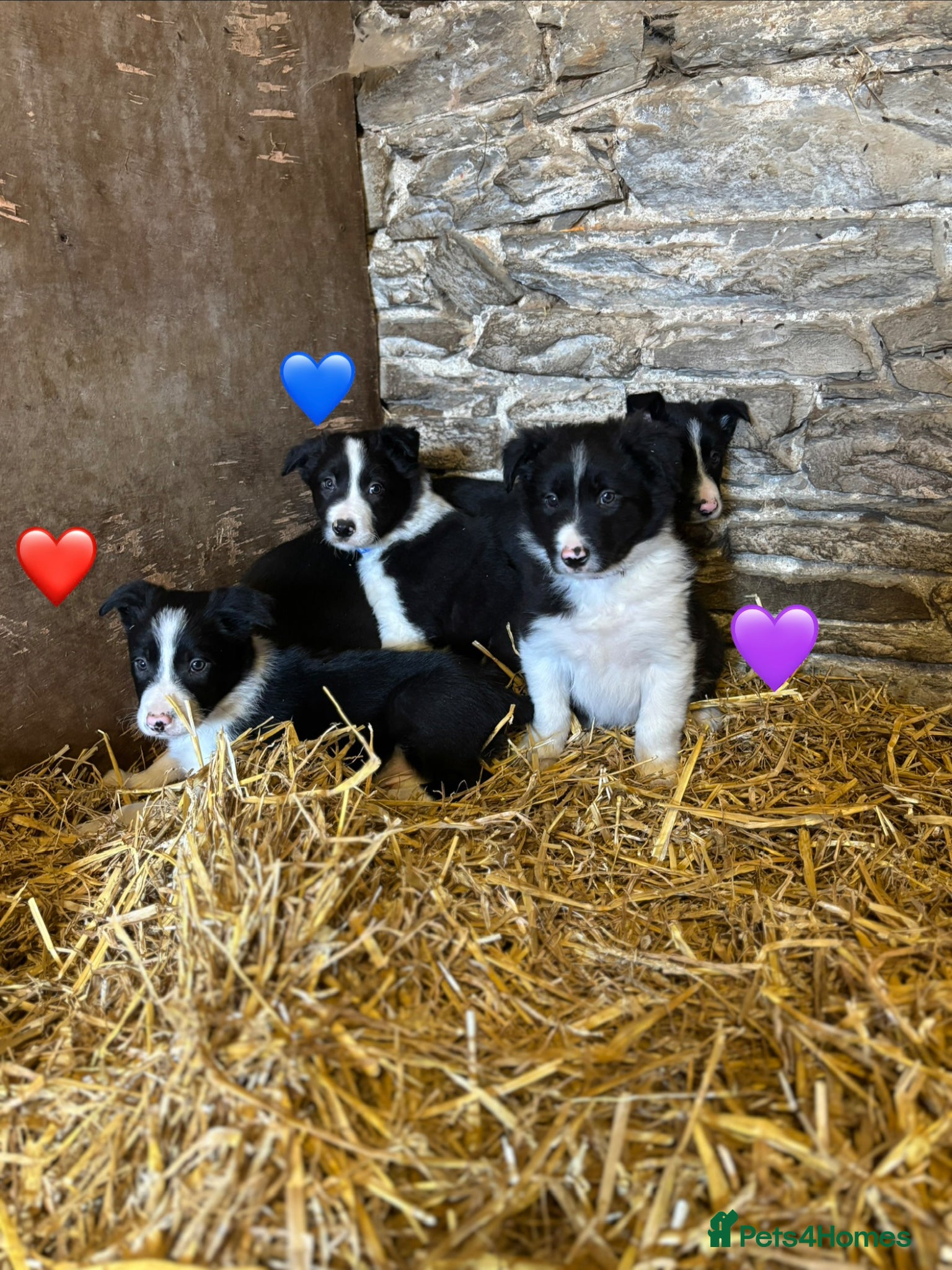 Border Collie dogs Beautiful Pedigree Border Collie Puppies - Advert 2