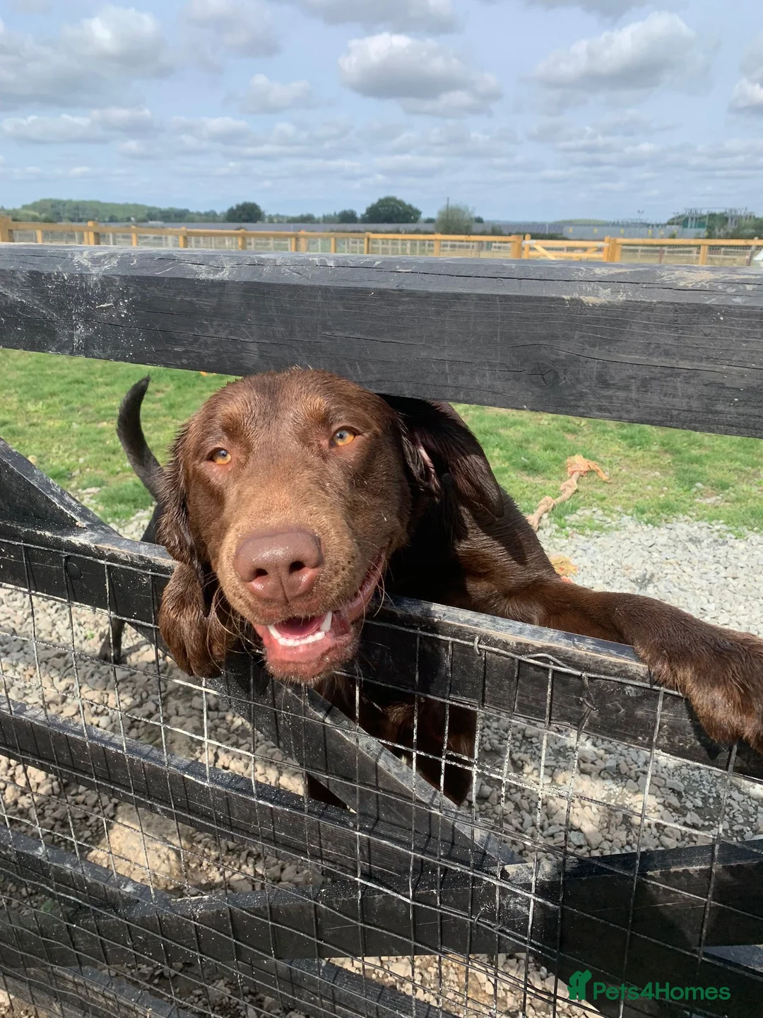 Labrador Retriever dogs for stud: KC REGISTERED LABRADOR STUD in Worcester - Advert 5