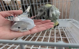 Budgerigars birds for sale: Baby budgies and starter cage  - Image 2