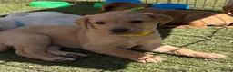 Labrador Retriever dogs for sale: Fox Red & Light Labrador Puppies- Ready June 2026 - Advert 9