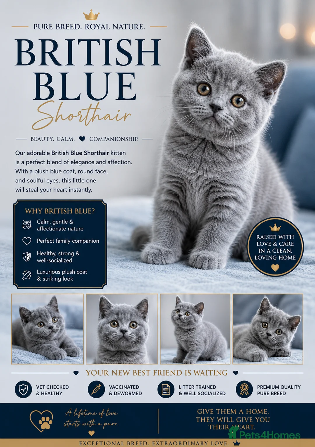 British Shorthair cats for sale: Beautiful blue shorthair  in Maidstone - Advert 1