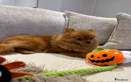 Pomeranian dogs for sale: Beautiful 6-Month-Old Pomeranian Girl for Sale  - Image 2