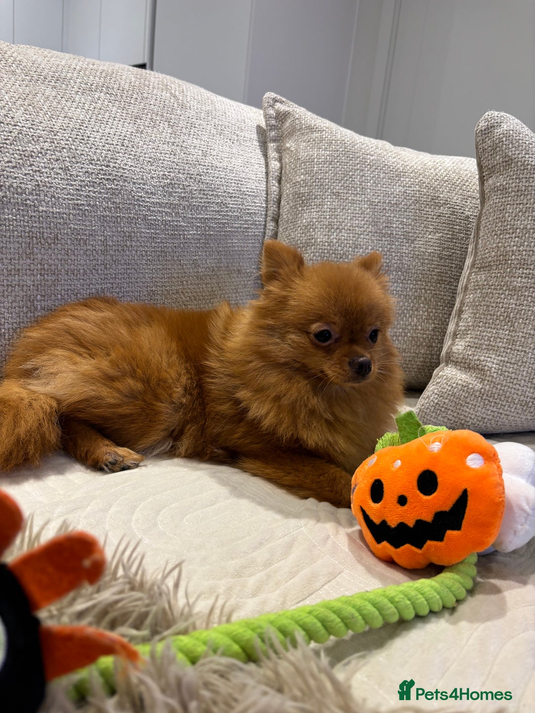 Pomeranian dogs for sale: Beautiful 6-Month-Old Pomeranian Girl for Sale  - Image 2