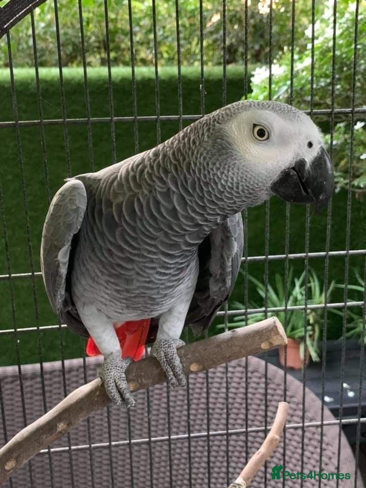 Parrots birds Fully tame African grey parrots. - Advert 1