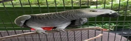 Parrots birds for sale: Fully tame African grey parrots. - Advert 1