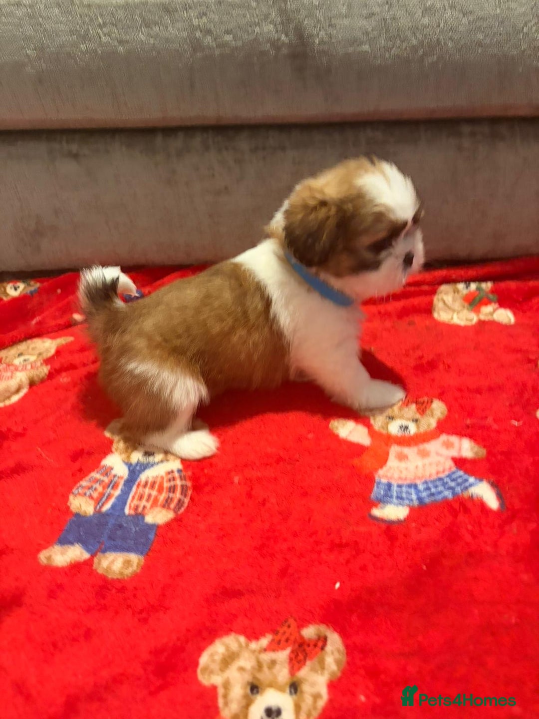 Shih Tzu dogs for sale: Shih Tzu puppies - Advert 13