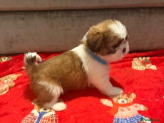 Shih Tzu dogs Shih Tzu puppies - Advert 8