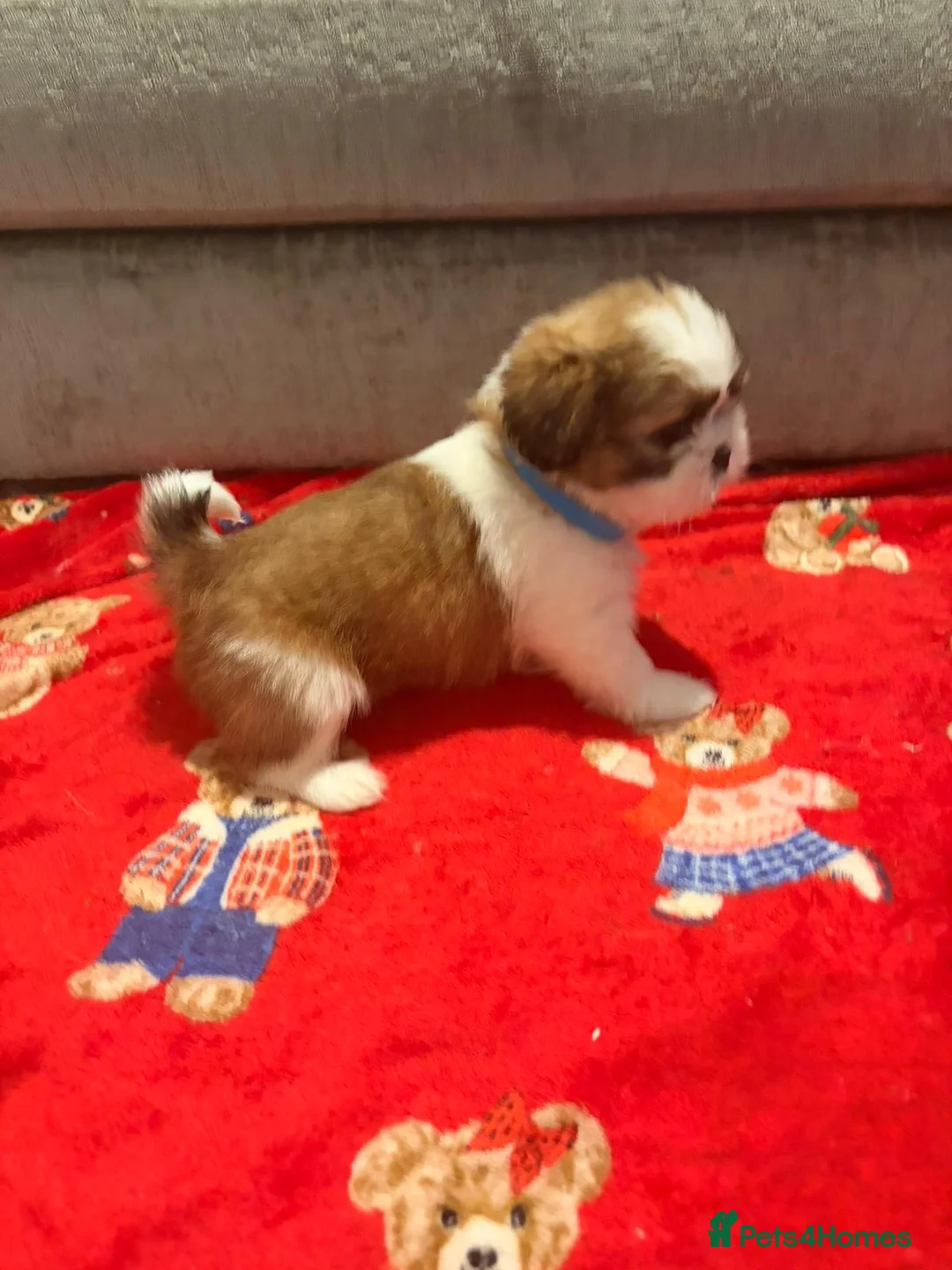 Shih Tzu dogs for sale:  Shih Tzu puppy  - Advert 22