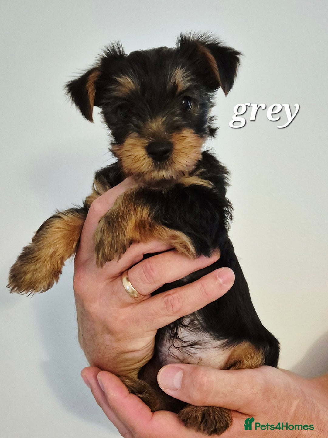 Yorkshire Terrier dogs for sale: Adorable Yorkie Puppies Ready for Loving Homes - Image 13