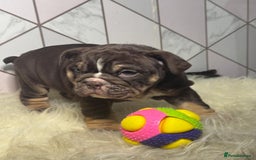 English Bulldog dogs for sale: English Bulldog Puppies - Image 6