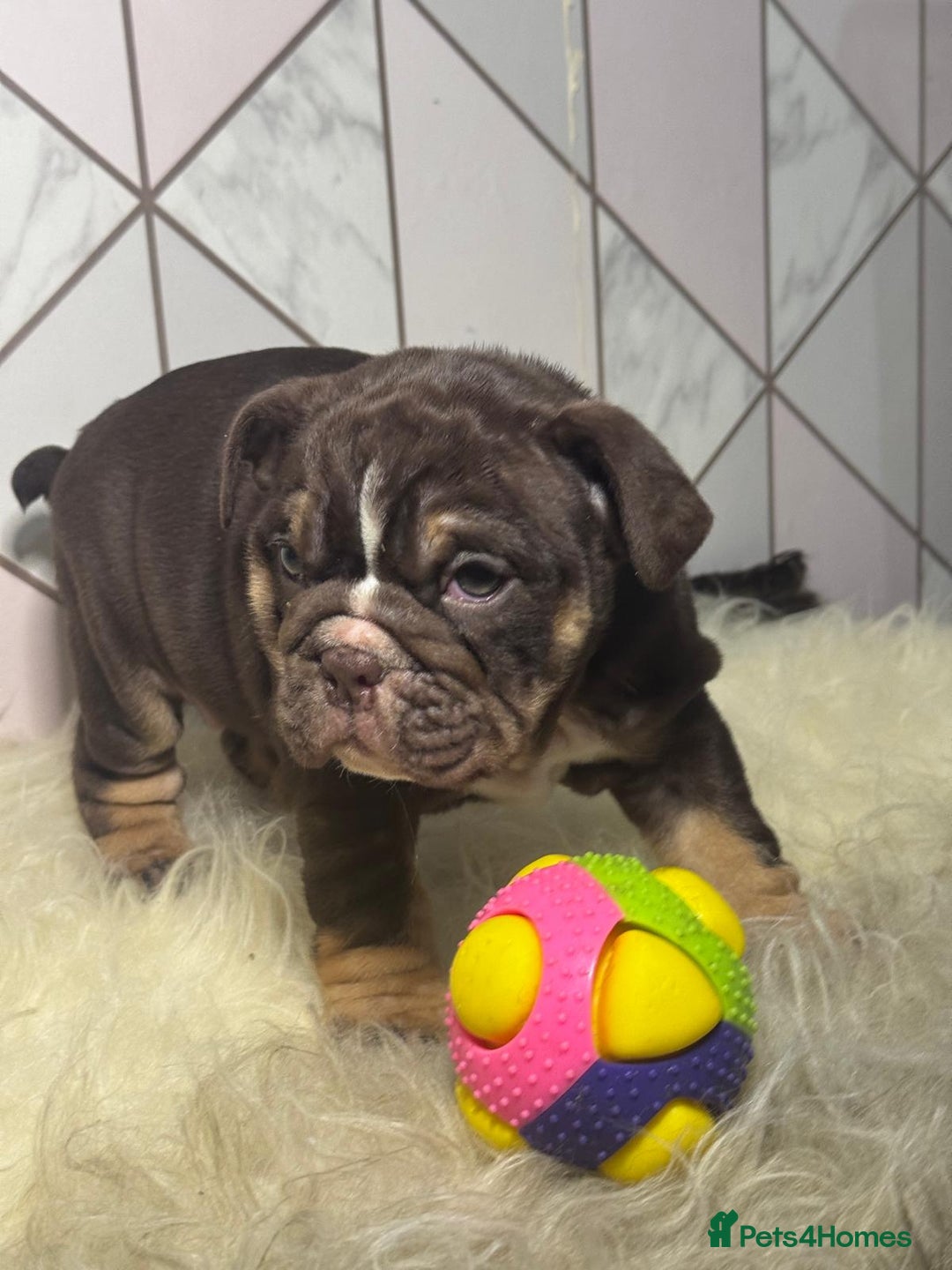 English Bulldog dogs for sale: English Bulldog Puppies - Image 6