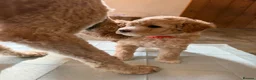 Mini Goldendoodle dogs for sale: Mini Goldendoodle puppies 🐶🫶🏻 - Advert 11