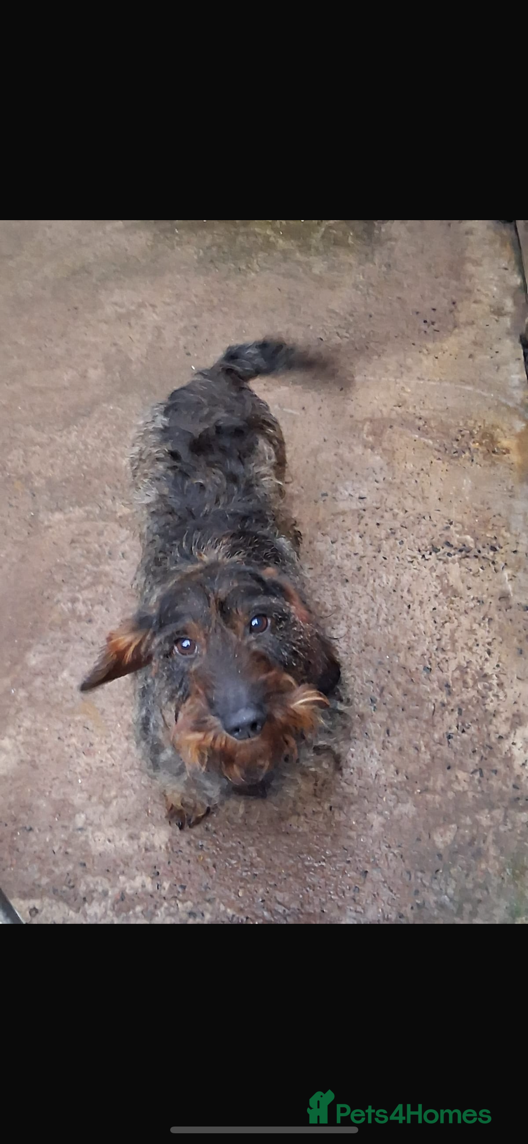 Dachshund dogs for sale: 2 beautiful wirehair dachshund (teckel) pups left - Image 12