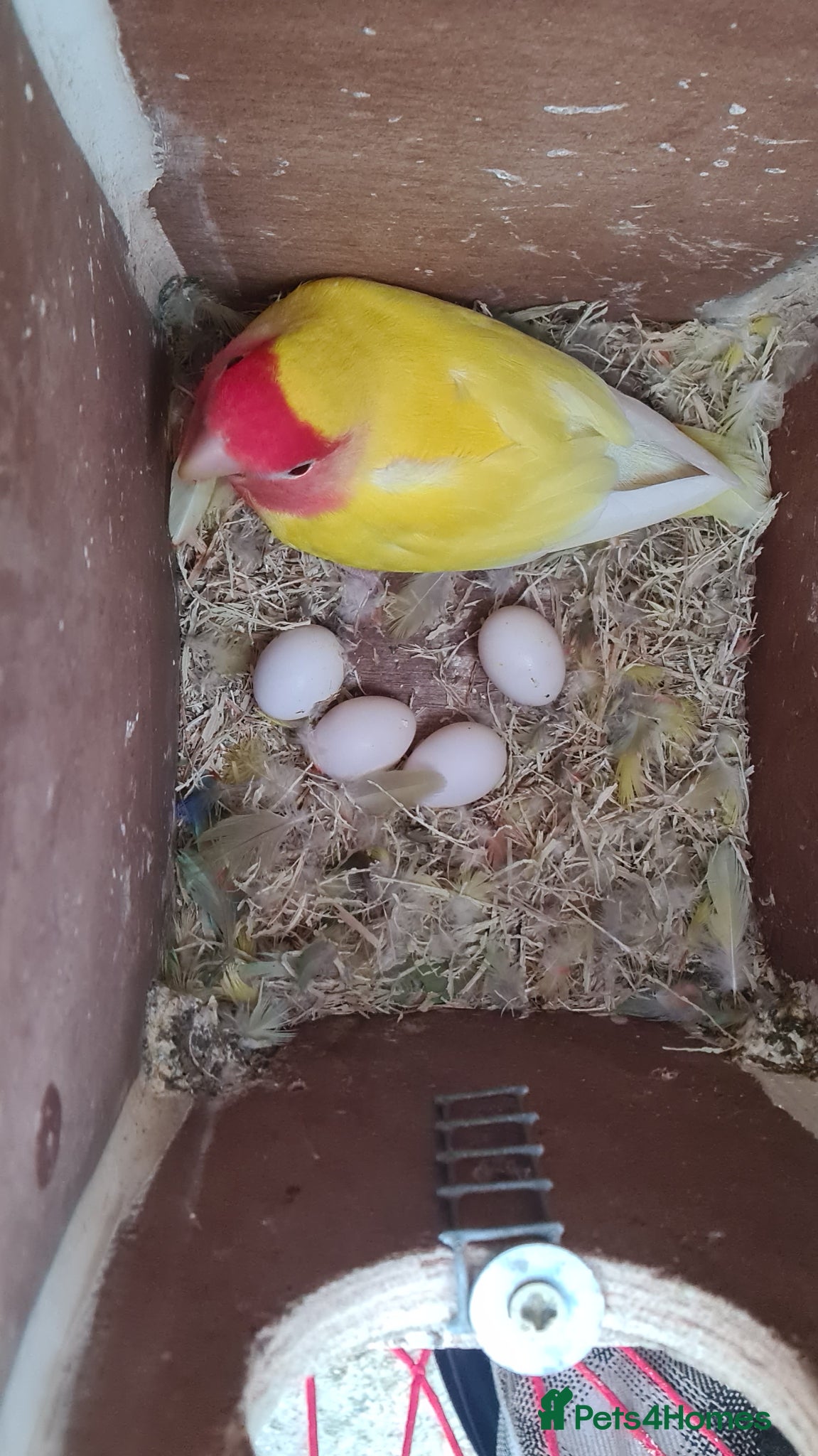 Lovebirds birds Lovebird  - Advert 2