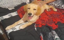 Golden Retriever dogs for sale: For sale Golden retriever  - Image 6
