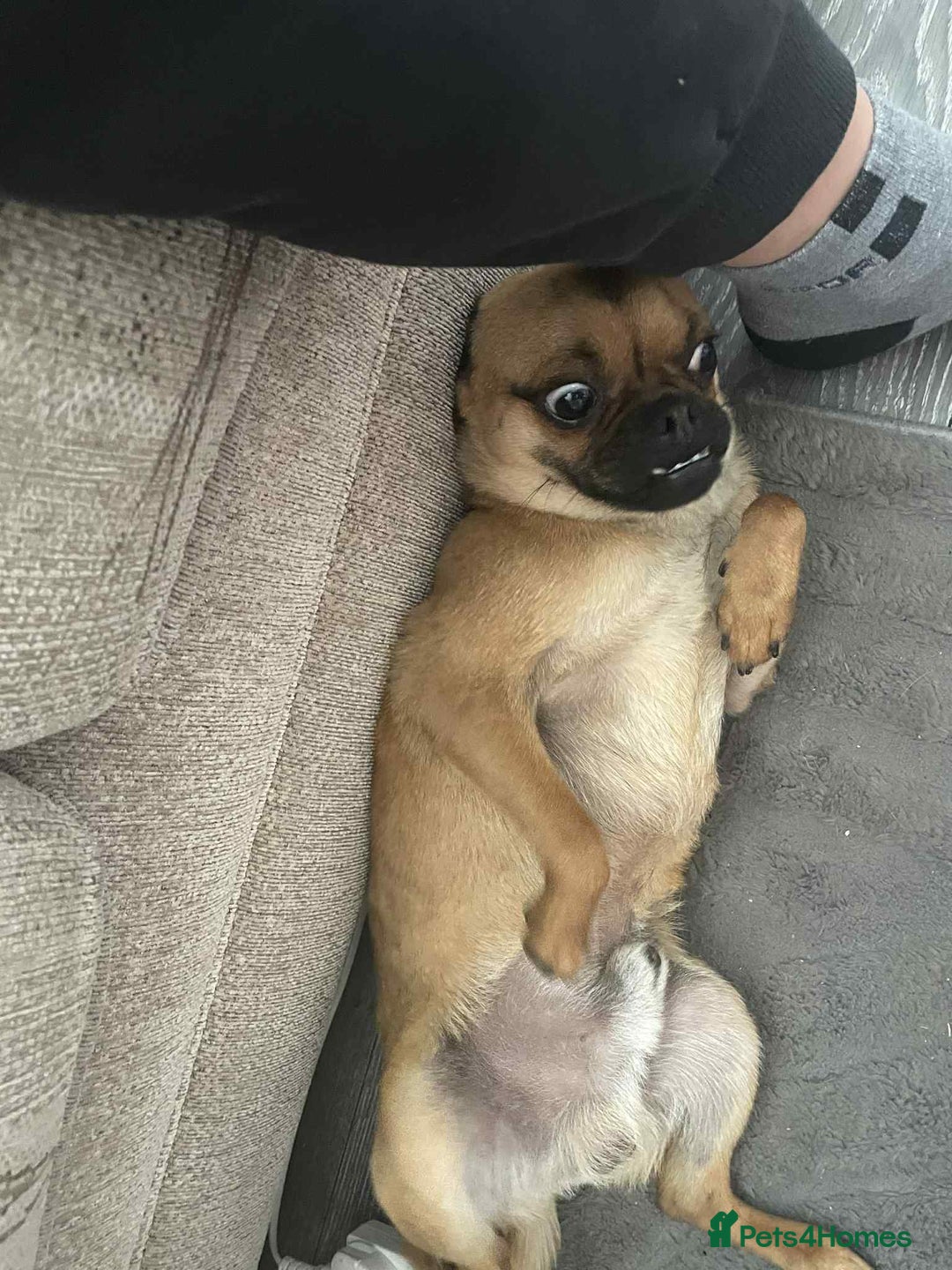 Chug dogs for sale: Pug x chuawauwa  - Image 2