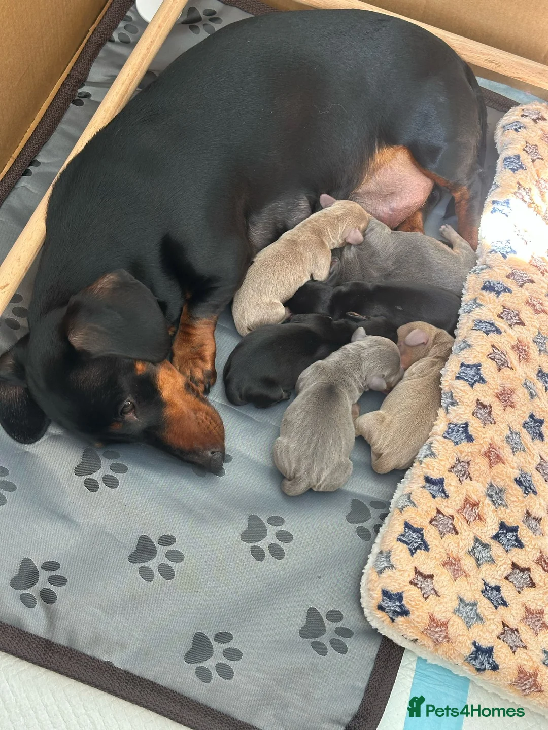 Miniature Dachshund dogs for stud: For stud my boy Dinky  in Alfreton - Advert 26