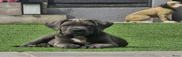 Cane Corso dogs for sale: Champion Bloodline Cane Corso Puppies –Reserve Now - Advert 2
