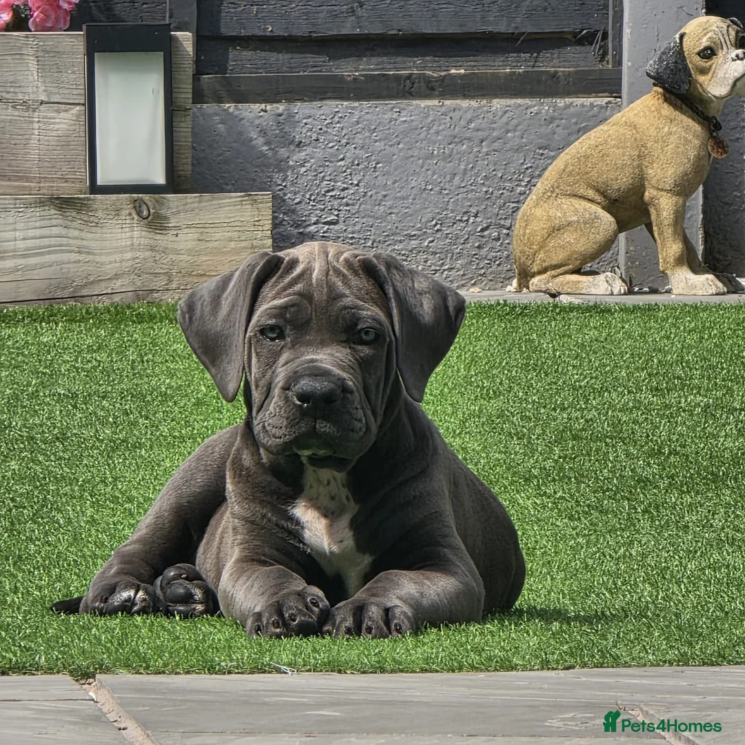 Cane Corso dogs for sale: Champion Bloodline Cane Corso Puppies –Reserve Now - Advert 2