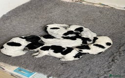 Cocker Spaniel dogs for sale: Beautiful cocker spaniel puppies  - Image 9